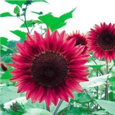 花朵美图｜温柔甜美的初吻、大丽花、耧斗菜花朵合集160张