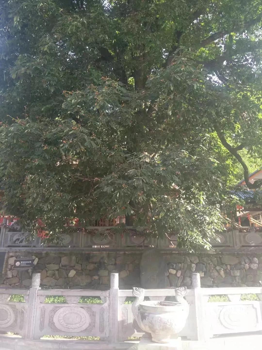 洛阳高温42℃，却有一个地方仍然非常凉爽，盛夏避暑好去处
