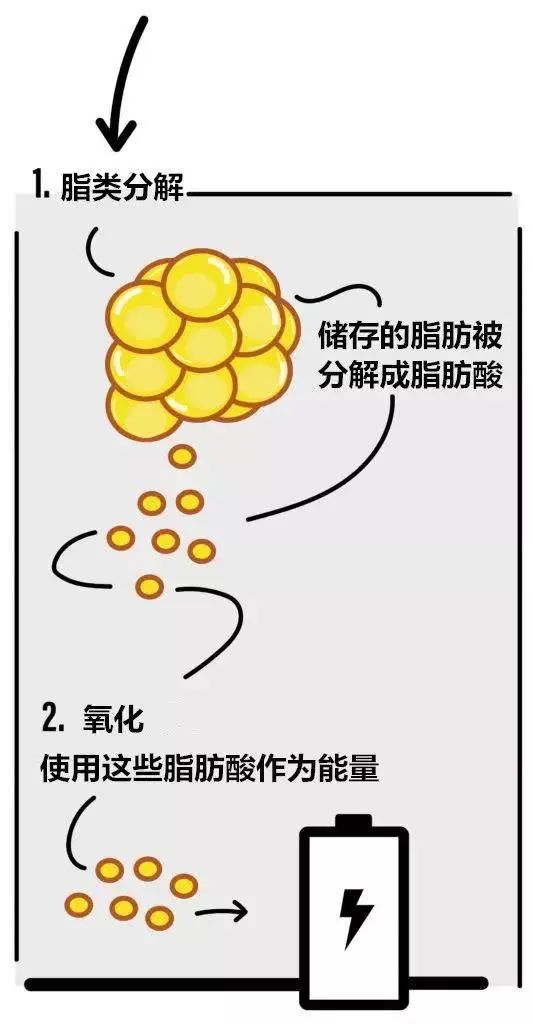 脂类分解和氧化