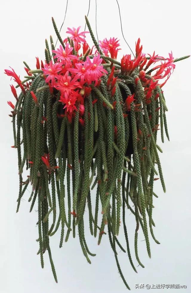 66种罕见仙人掌,花团锦簇,艳丽无比