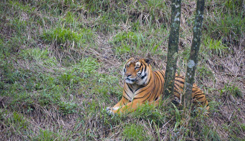 野生华南虎?真相是什么?