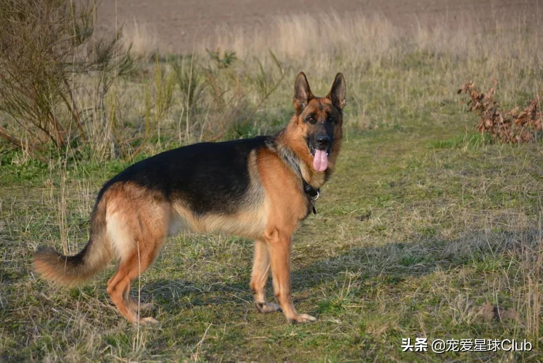 百科 | 德国牧羊犬,会用生命来保家卫国的硬汉萌犬