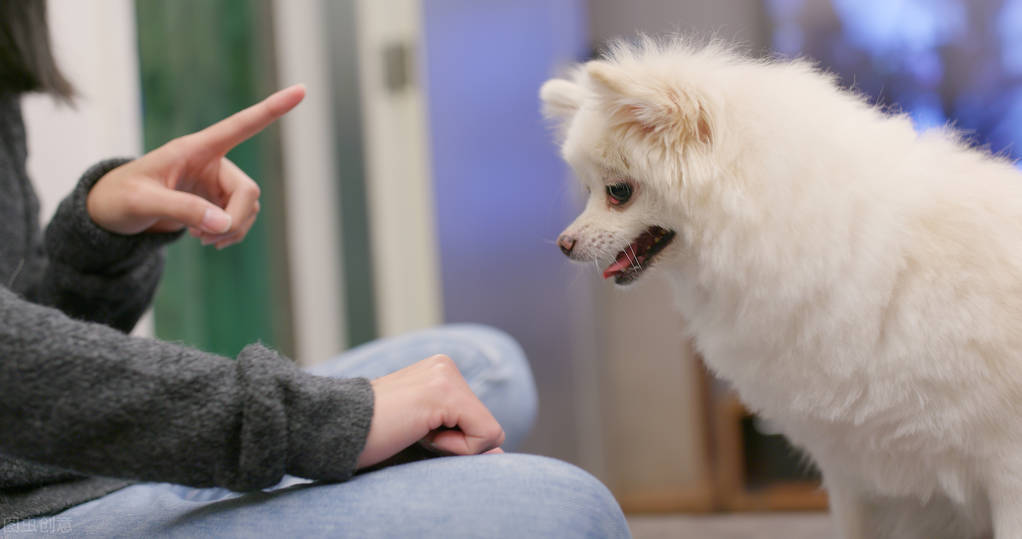 训练1只狗收费2万？宠物学校那么赚钱，为什么很少有人开？