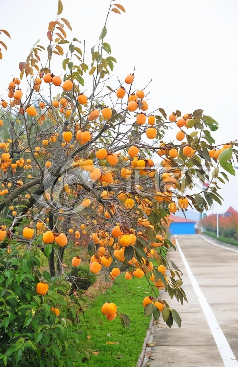 春天除了种花，还可以种“果树”，看着不起眼，养起来“好处多”