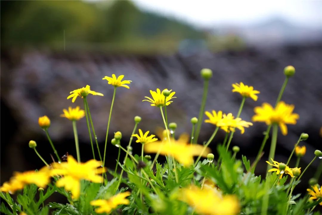 四川省西充中学与重庆市巴蜀中学校强强联手，打造西充教育新高地