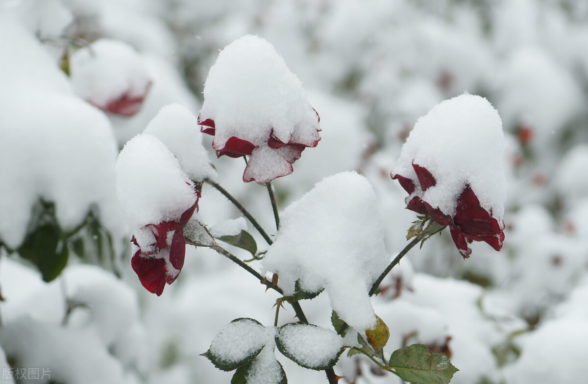 天气预报：河南多地下起“长粒”大雪，天上粮仓漏了，看农谚咋说