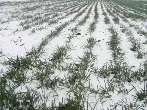 大雪节气到了，下雪有啥预兆？看看老祖宗留下的谚语