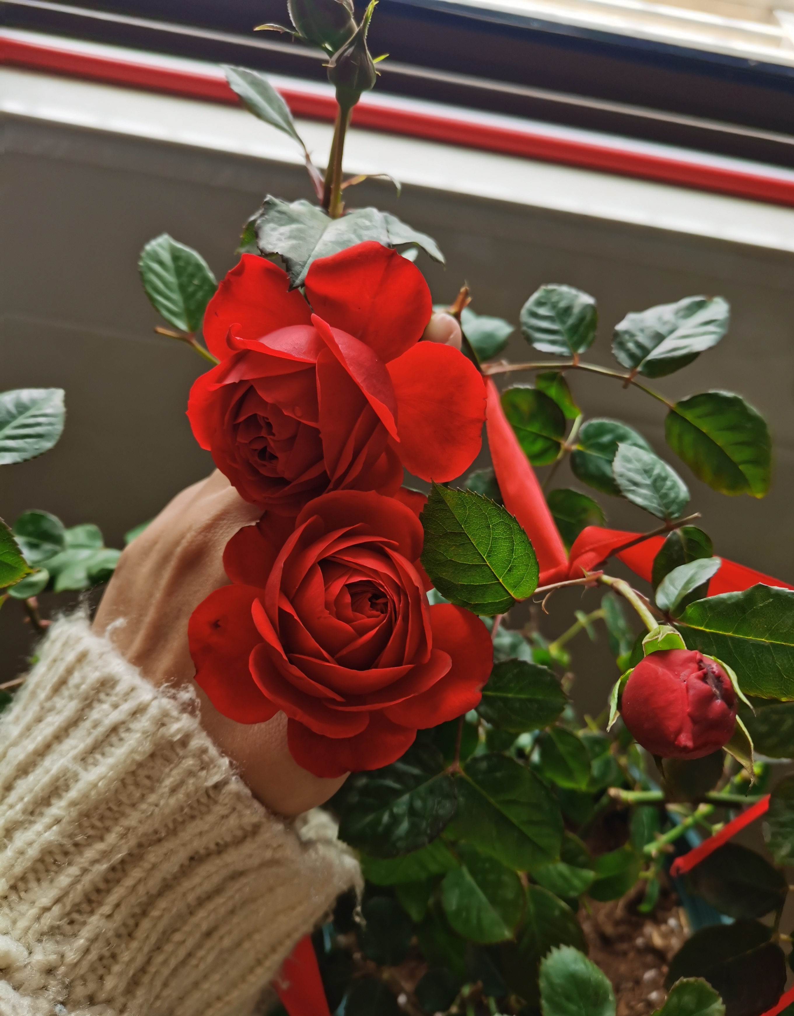 红苹果月季花图片(红苹果月季主要优点介绍)