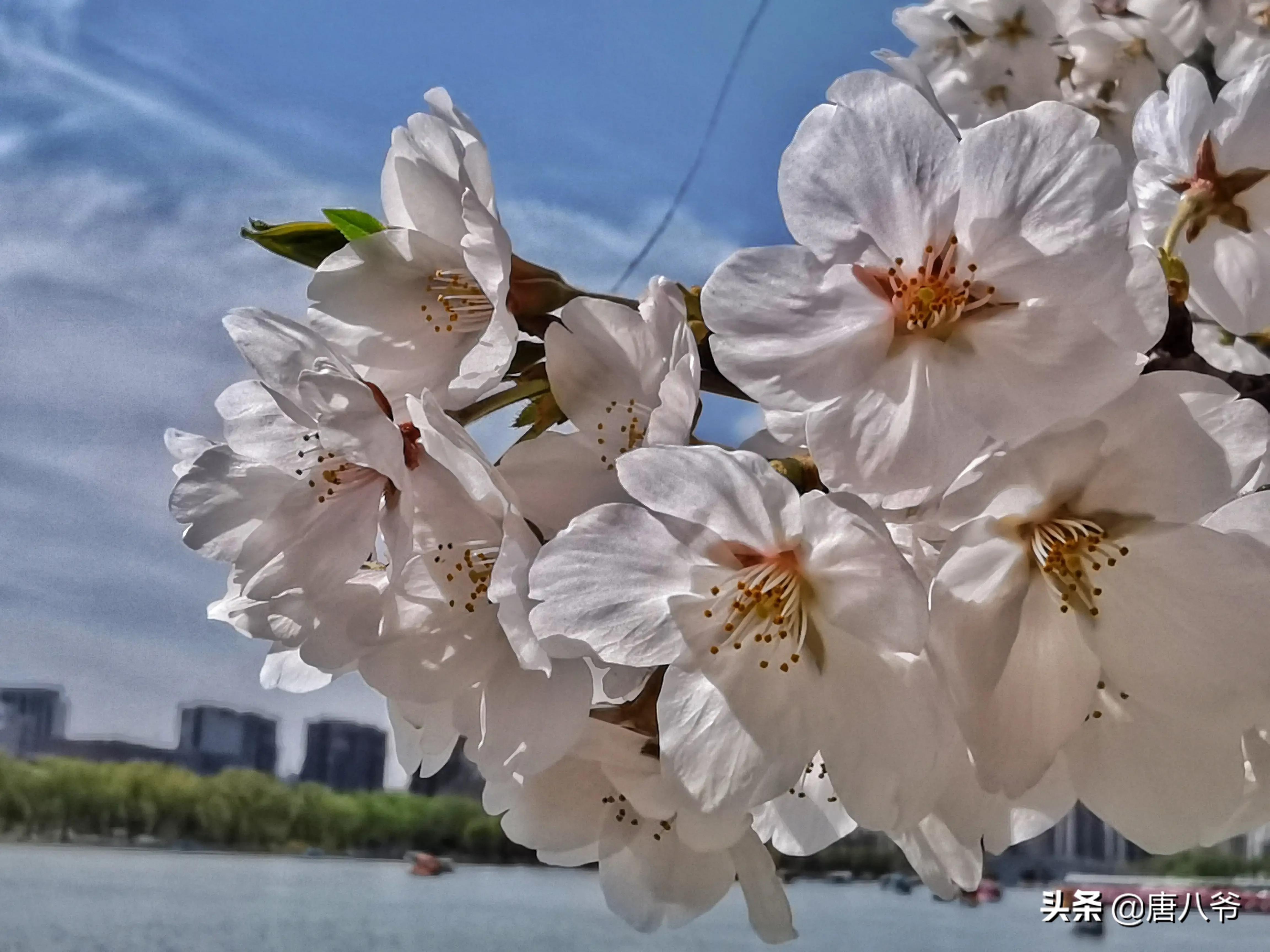 春天的白樱花洁白如朵朵小白云，又有红色花蕊点缀其中