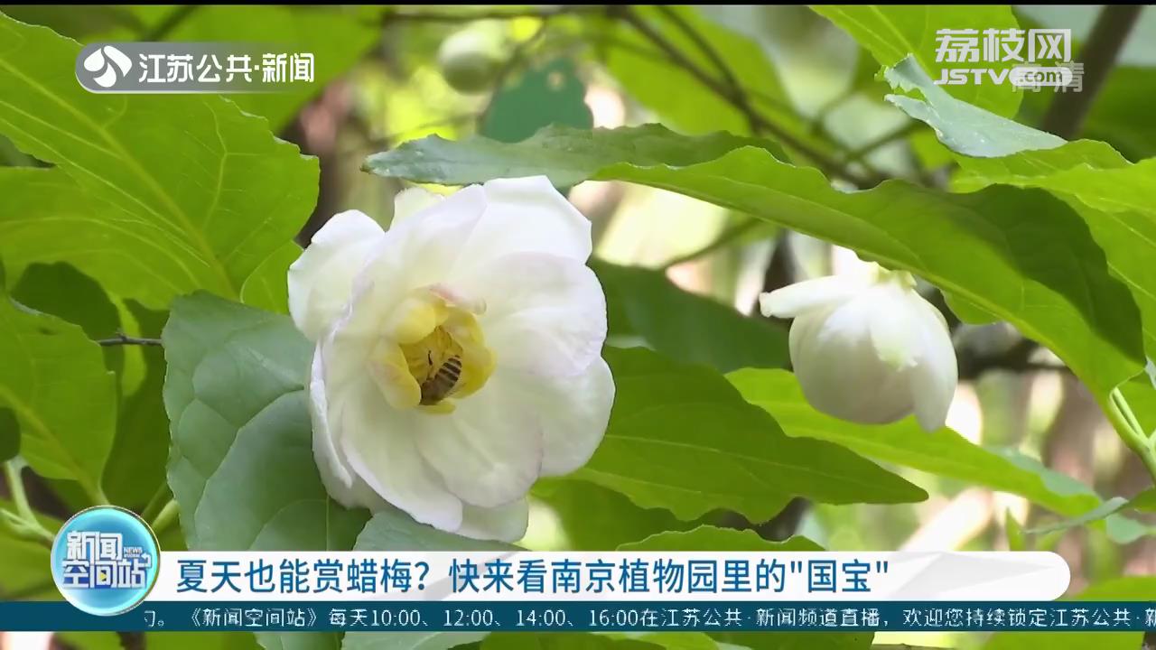 夏天也能赏蜡梅？快来看南京植物园里的&ldquo;国宝&rdquo;