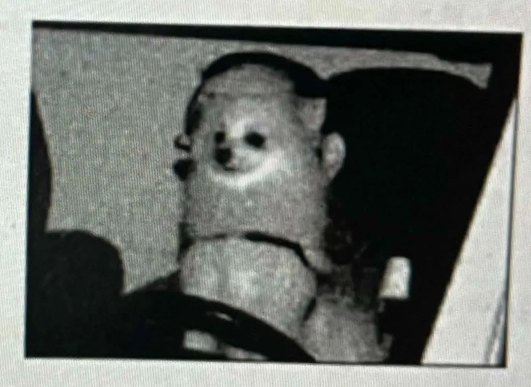 司机收到自己的超速罚单，但监控照片里开车的并不是他而是只狗狗