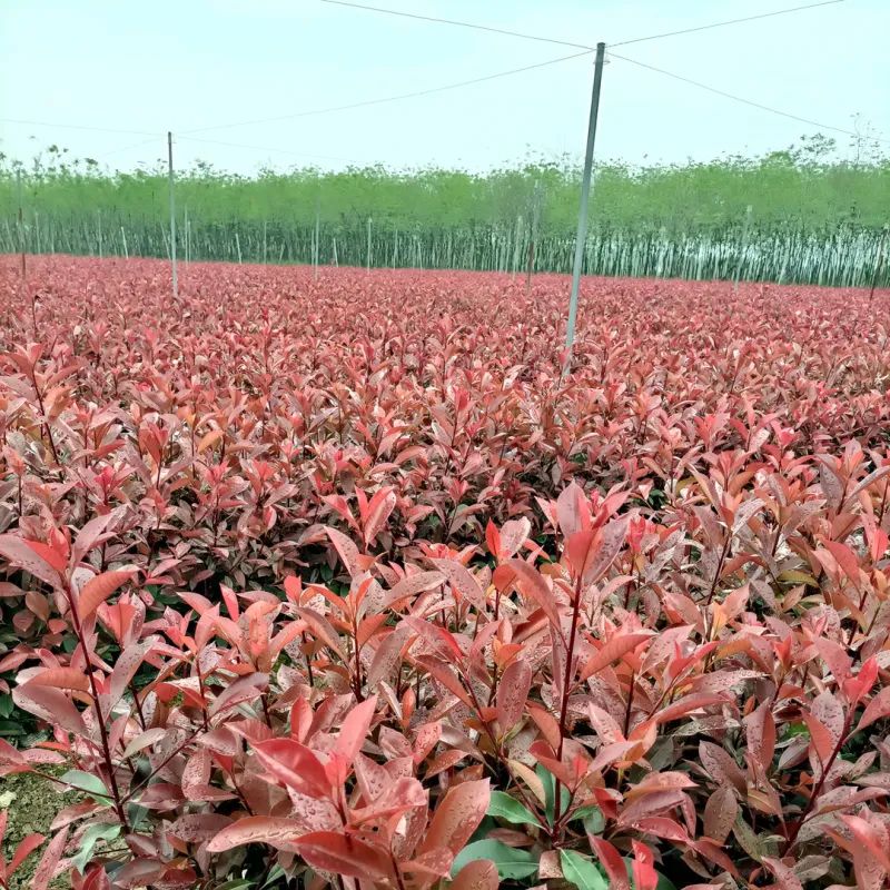 能与春花一较高下的彩叶树，也是苗木人应该追逐的趋势