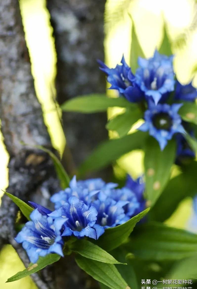 北方可以露地越冬的宿根花卉（30种不同宿根花卉盘点）