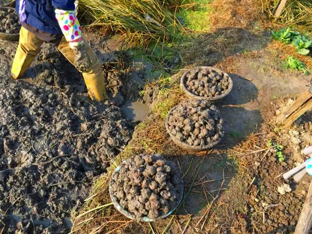 5种含有寄生虫的蔬菜，肉眼看不见，为了家人的健康，不妨看一看