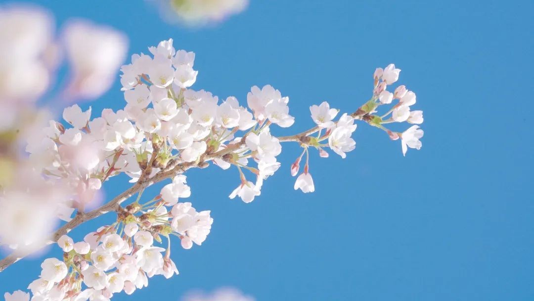 集五湖四海美味，拥四季如画美景！辽宁这所“百年名校”值得报考！