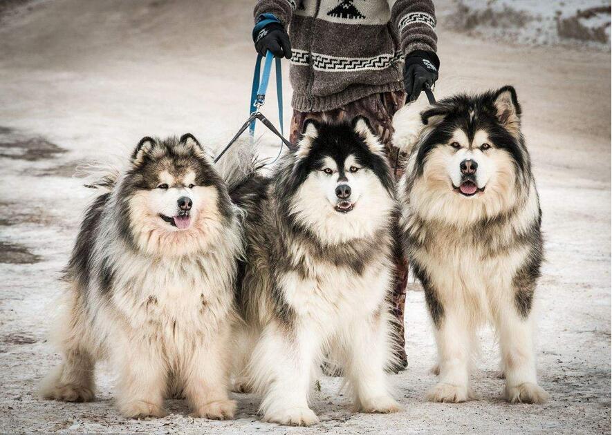 雪橇三傻之一“阿拉斯加犬”，为何少人养