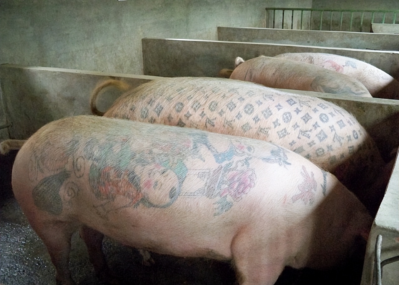 1997年，男子给活猪纹身，还把猪皮卖给了香奈儿，一张猪皮赚51万