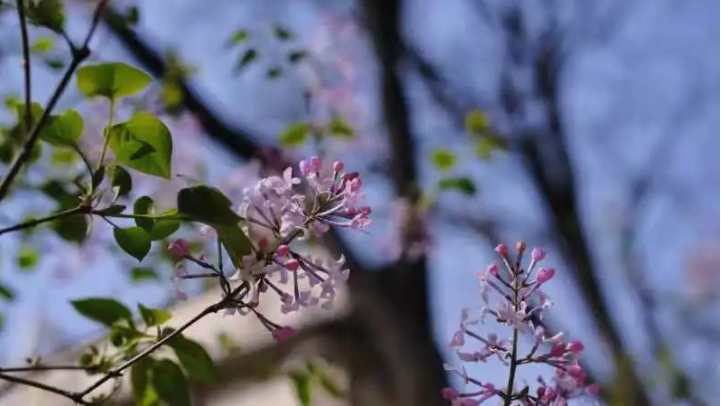 高清大图预警！北京高校“绝美”春景放送，随手一拍就是壁纸！