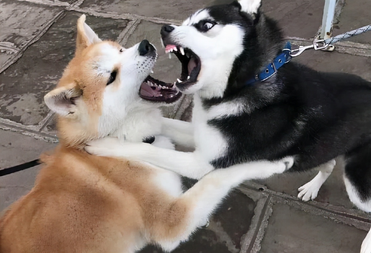 狗狗“绝育前”vs“绝育后”的区别，人间真实