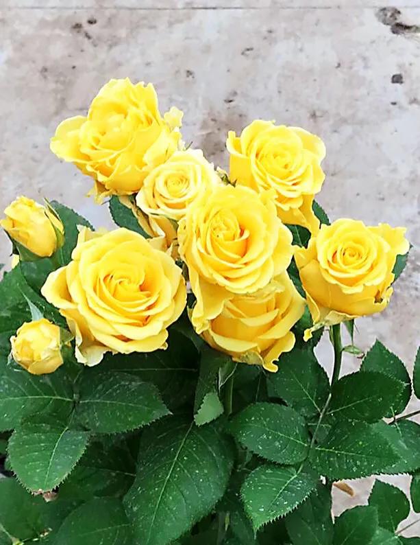 金香玉～灌木切花月季