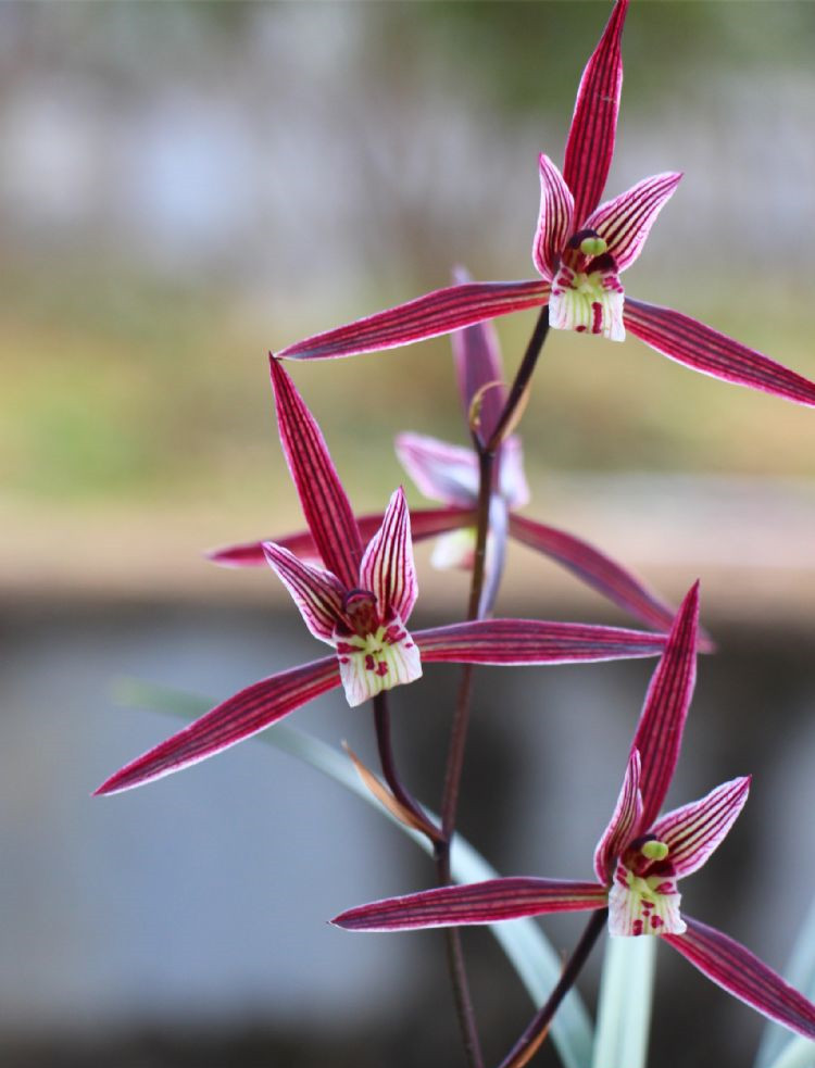 细叶寒兰花怎么养最佳「记得收藏」-骁龙网