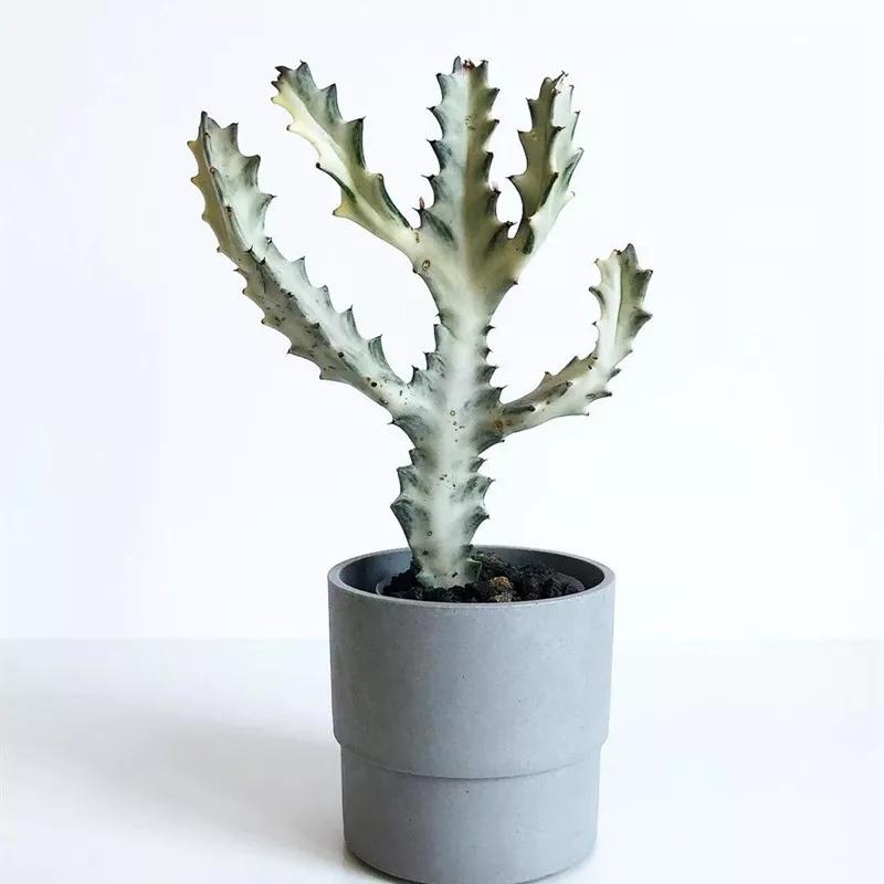50,euphorbia knuthii狗奴子麒麟51,kleinia |普西利52,pachypodium