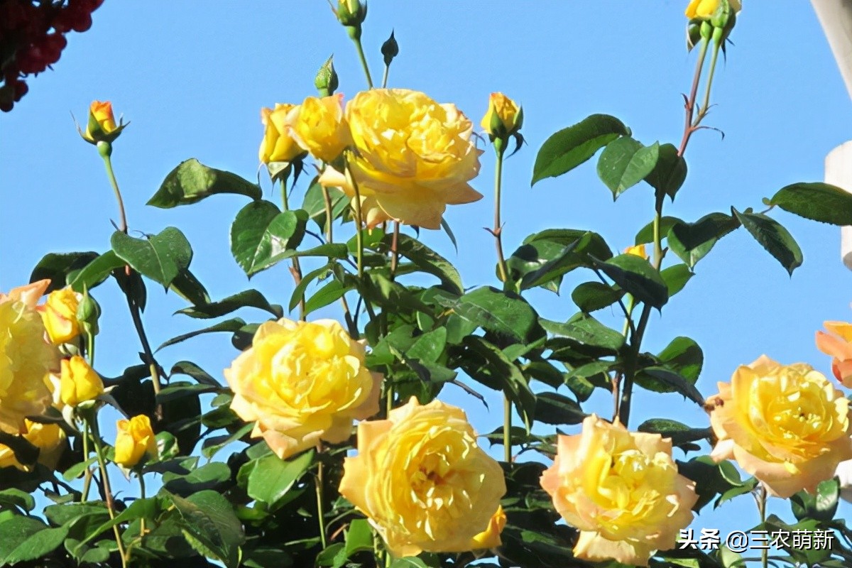 带你认识20种月季花:附带图片大全和种植方法