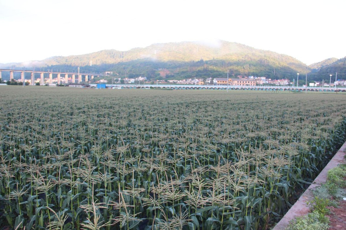 禄丰市舍资村种出的水果玉米比西瓜还甜