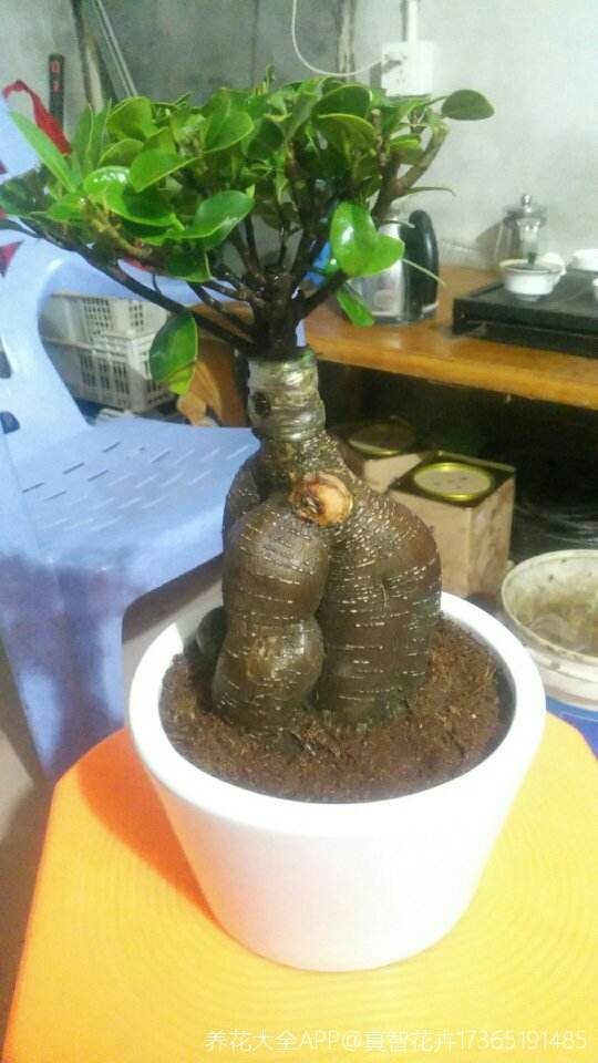 爷爷过生日，送了他一盆人参榕做礼物，心里乐开了花