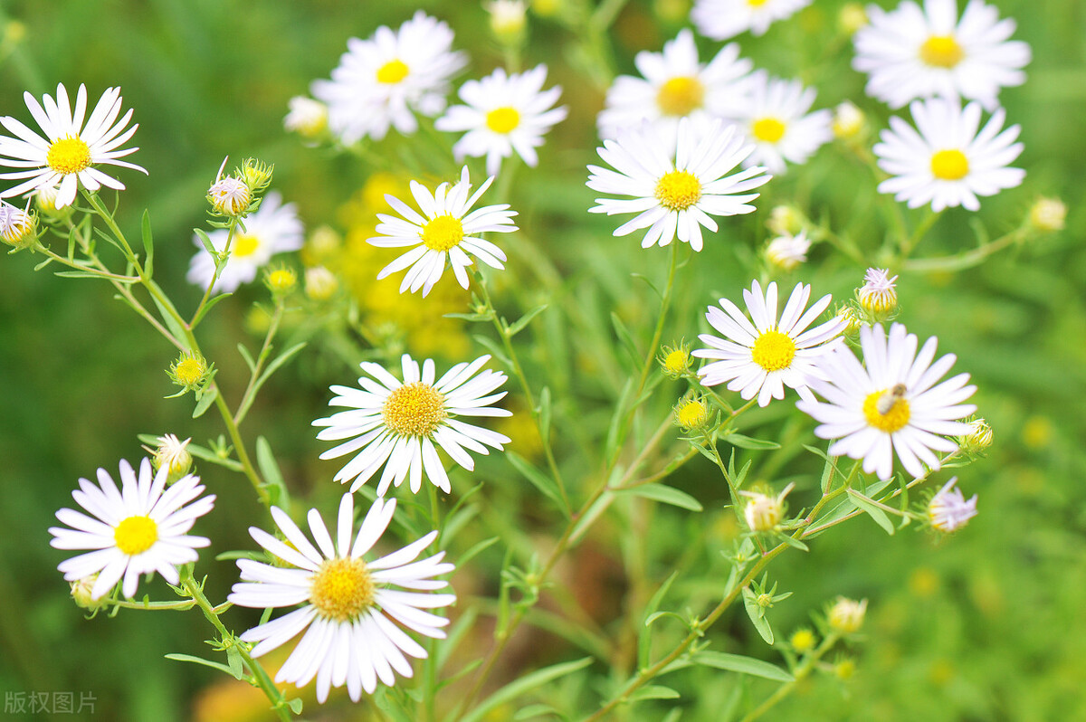 苦乐年华，丰富自己的10个小语录