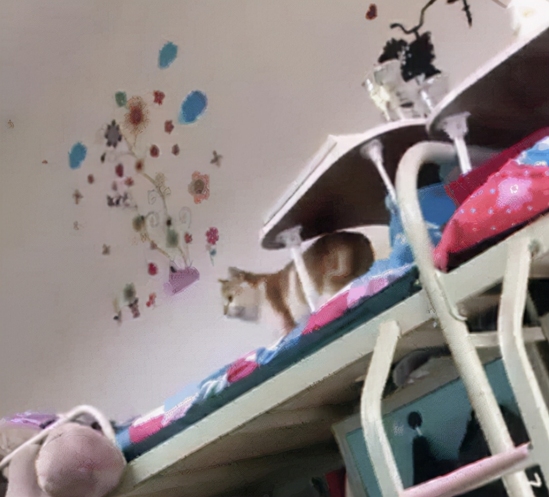 女生宿舍养猫被举报，宿管阿姨查寝哭笑不得，只因橘猫太胖藏不住