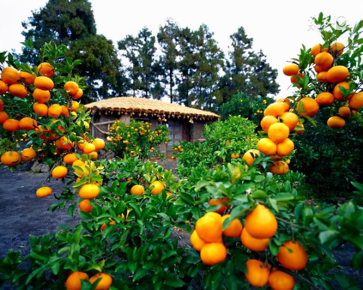 柑橘促進(jìn)花芽分化提高座果率用什么葉面肥，昆侖風(fēng)高產(chǎn)套餐