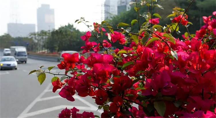 深圳市的市花（知识科普关于广东深圳的市花）