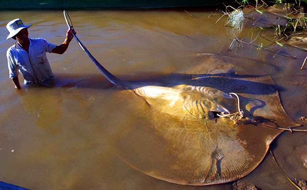 柬埔寨村民湄公河捕获全球最大淡水鱼，重300公斤！