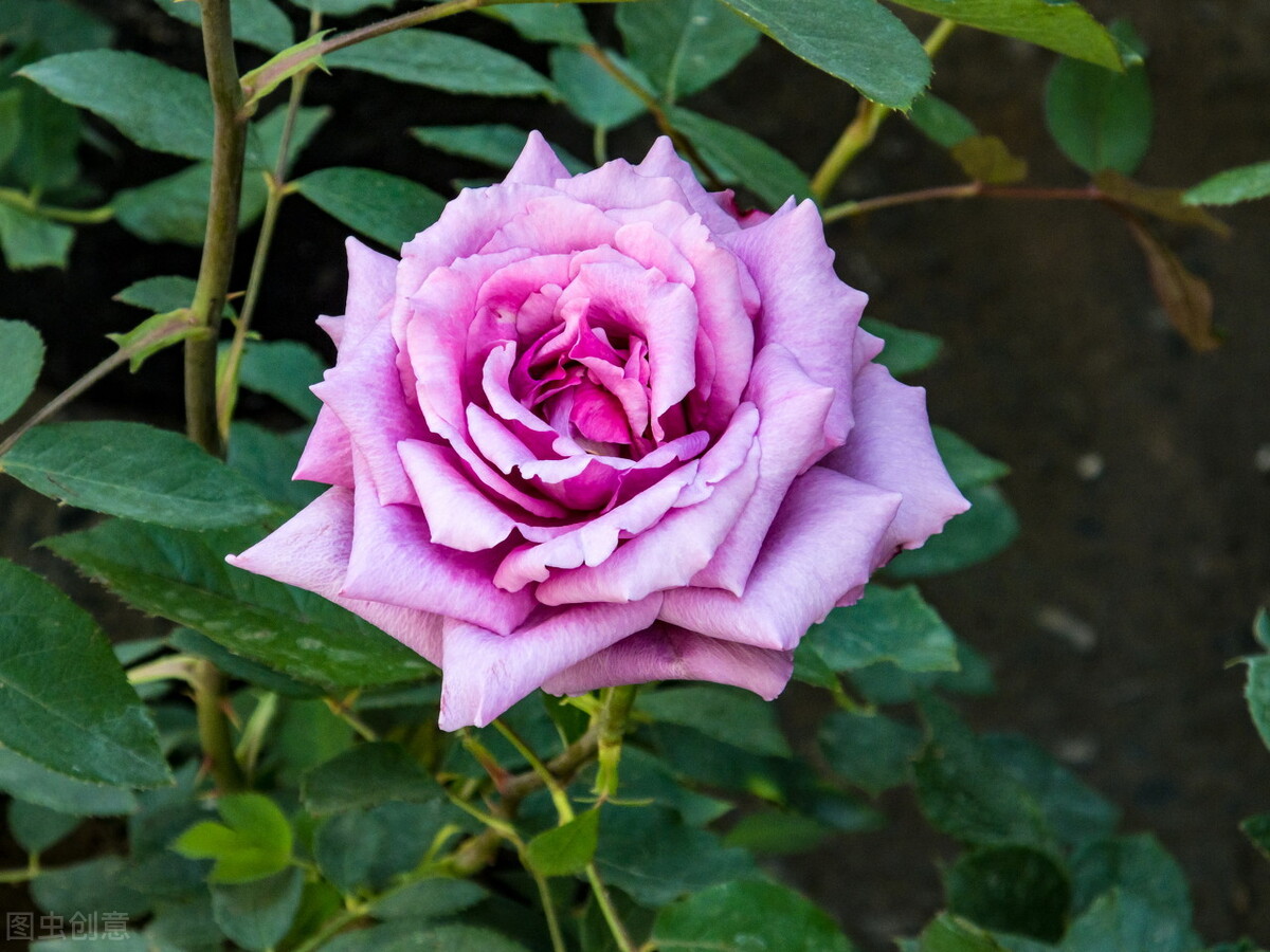 紫色花卉大全惊艳的紫色花卉大全