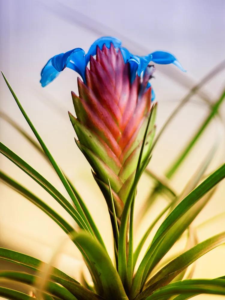 铁兰花一一坚强