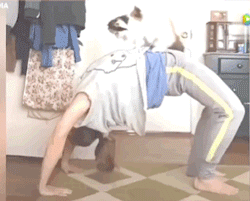 做平板支撑时，猫咪偷偷钻进网友衣服里…“撑不住了救命！”
