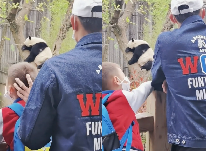 林丹夫妇带娃看熊猫无人识！6岁小孩满头黄发，一家三口长腿抢镜