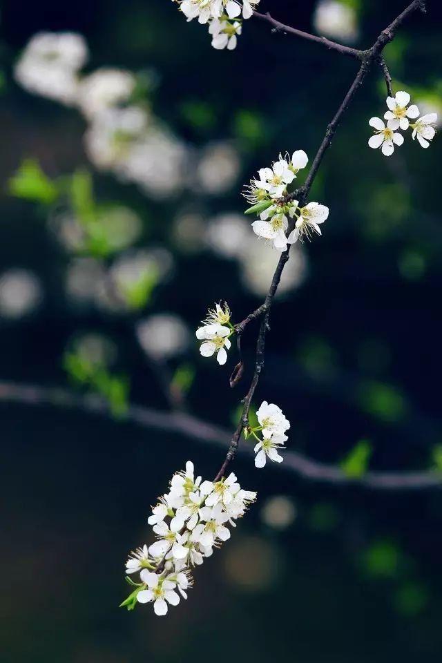 散文：暮春风暖，荡飏茶烟，旧时深情，雨中花殇