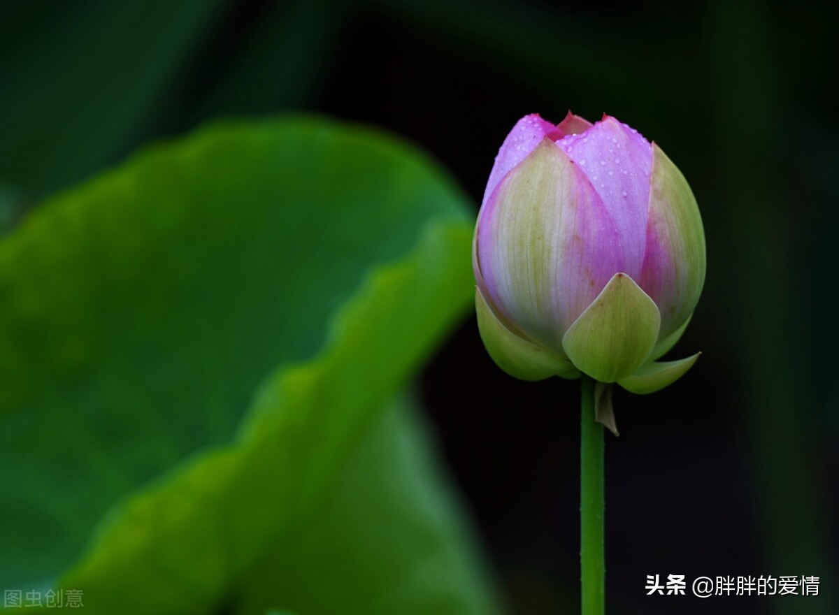 淡泊宁静，自然从容；心如莲花，人生才会一路芬芳