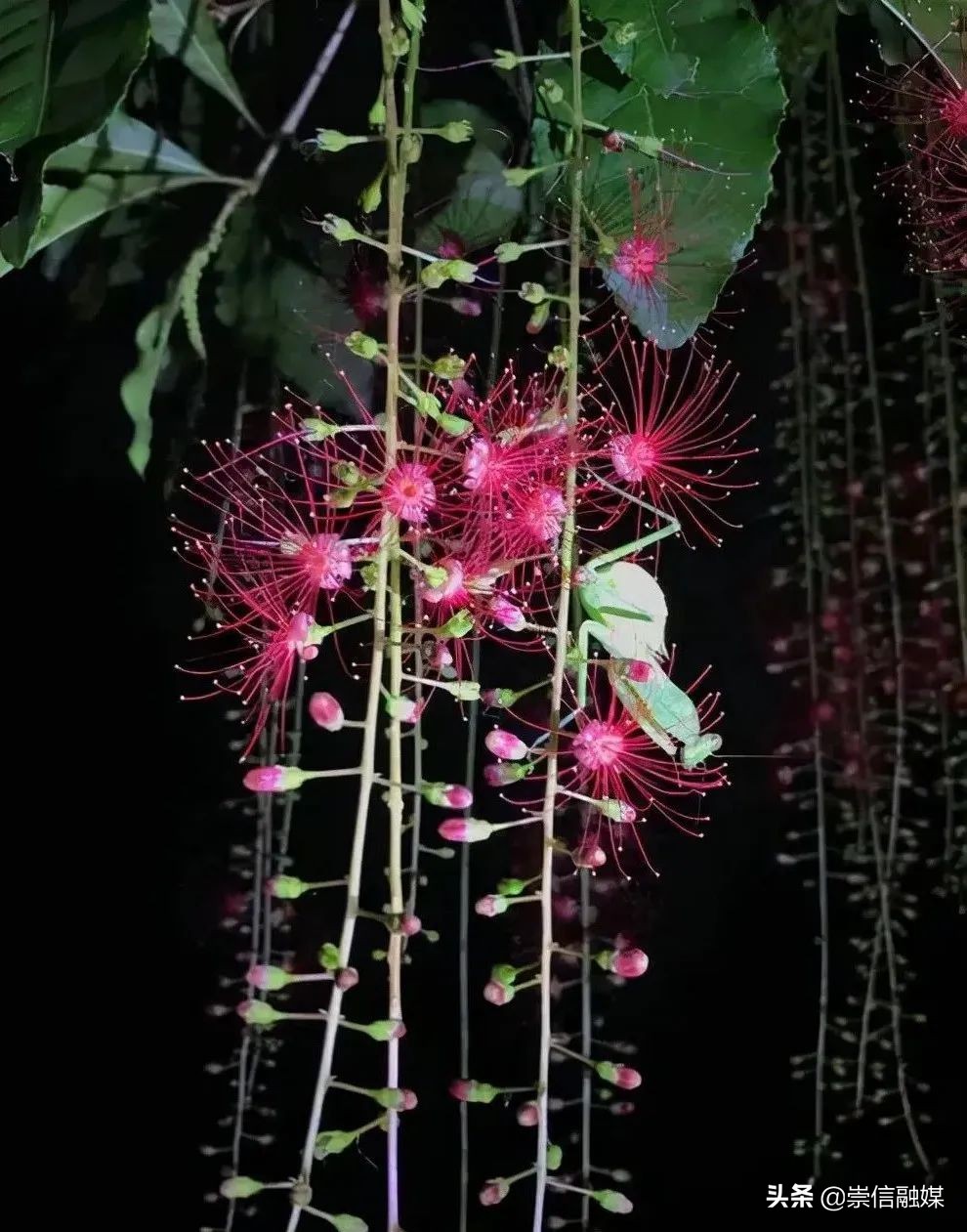 燈臺樹圖片(40款觀花喬木) - 赤虎壹號