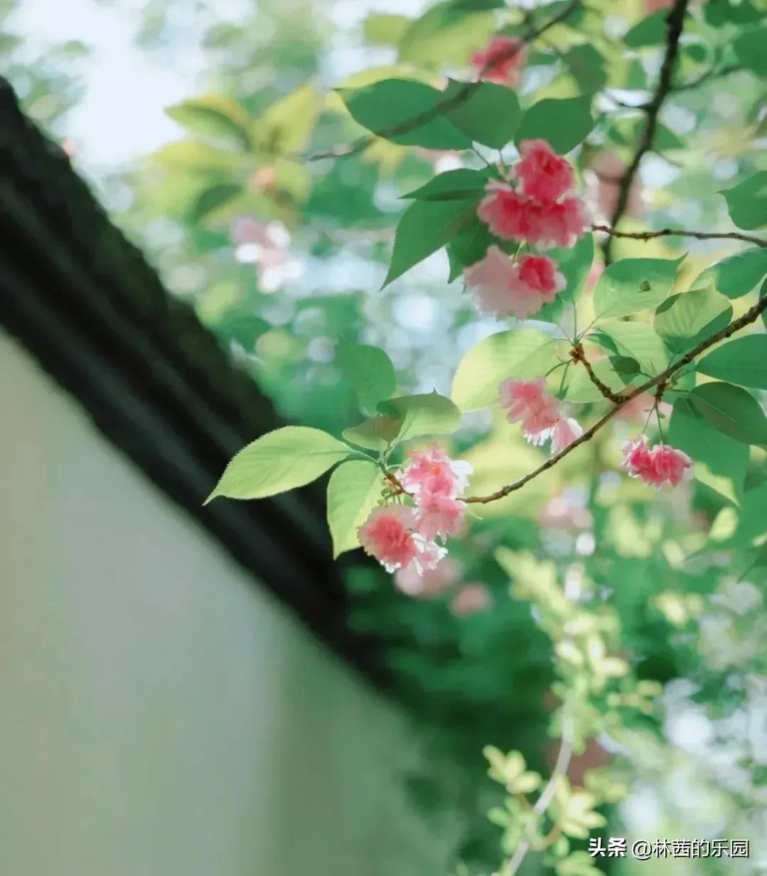 16首描述春游的诗词，清丽如画，名句倍出，值得收藏