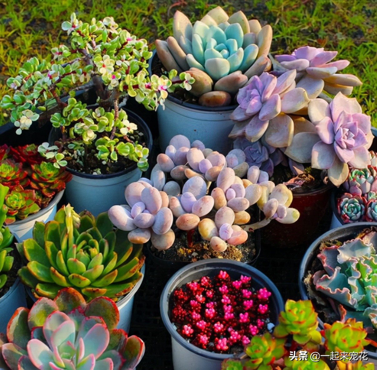 秋冬季肉肉怎么养不容易死 科普 骁龙网