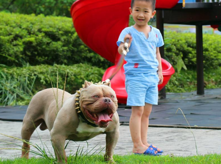 狗中猪八戒——恶霸犬，很丑但很温柔