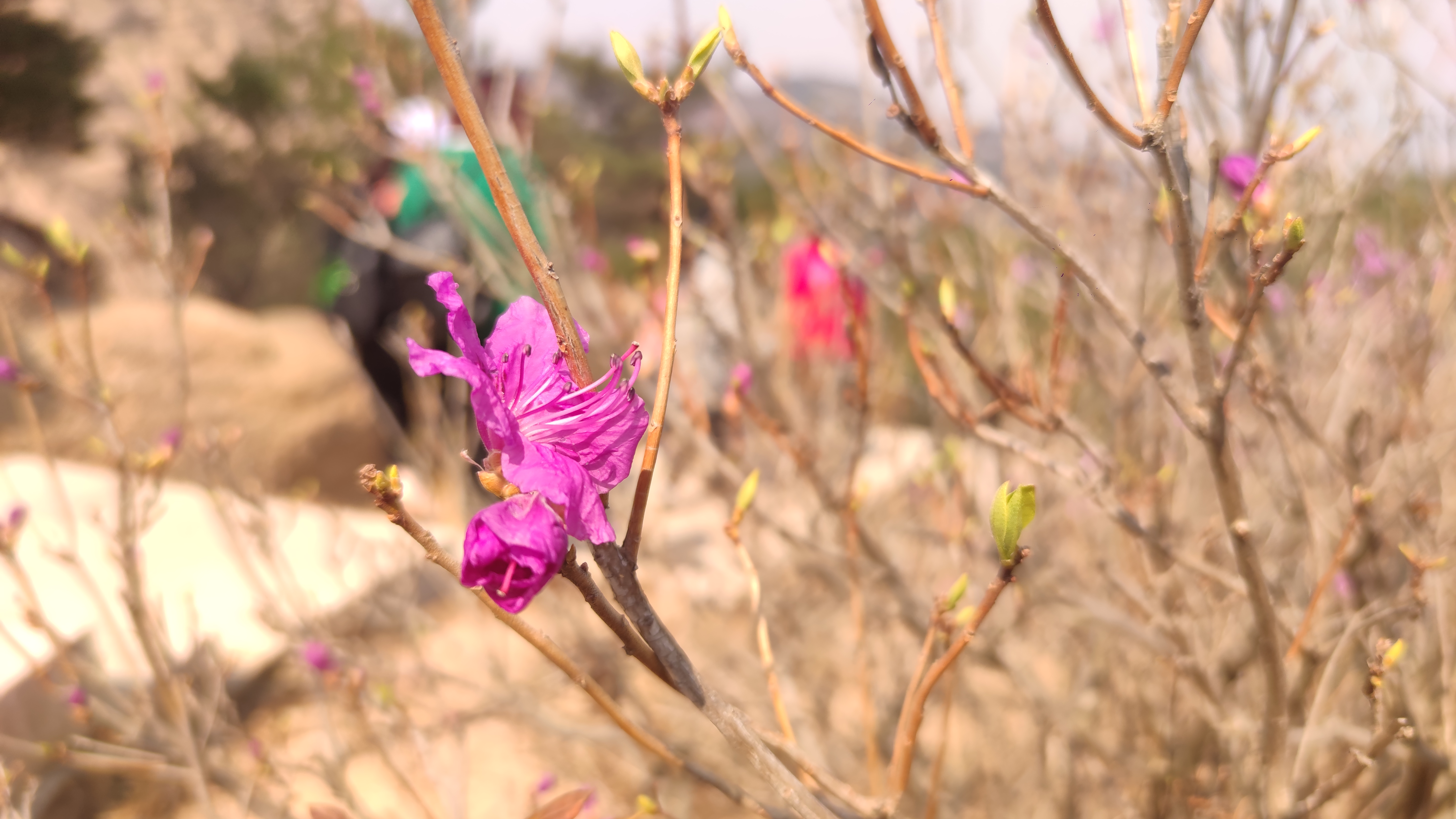 早春，大珠山探寻万亩杜鹃花开爬山游记