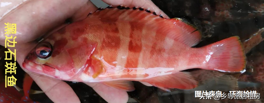 石斑魚圖片,石斑魚圖片大全 圖片高清