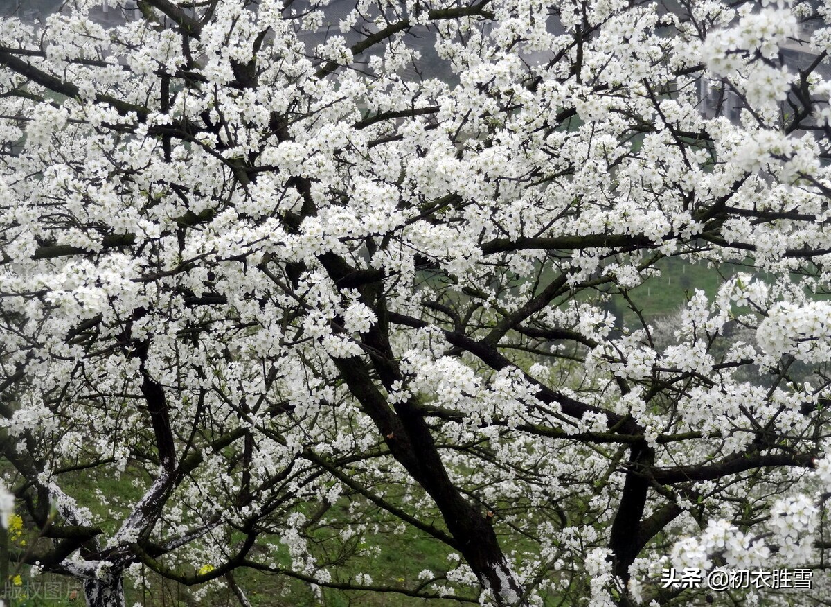 早春花信风之李花六首：谁将平地万堆雪，剪刻作此连天花