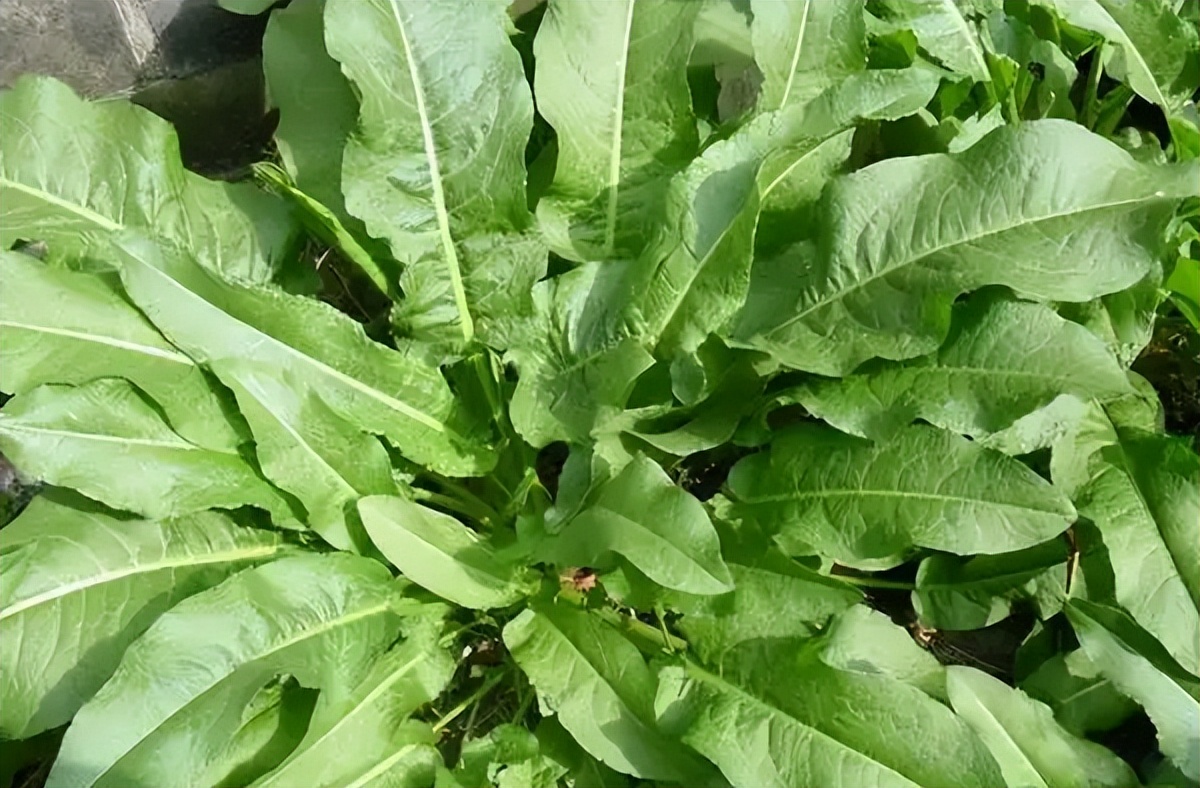 野菠菜的功效和作用农村常见野菠菜图片