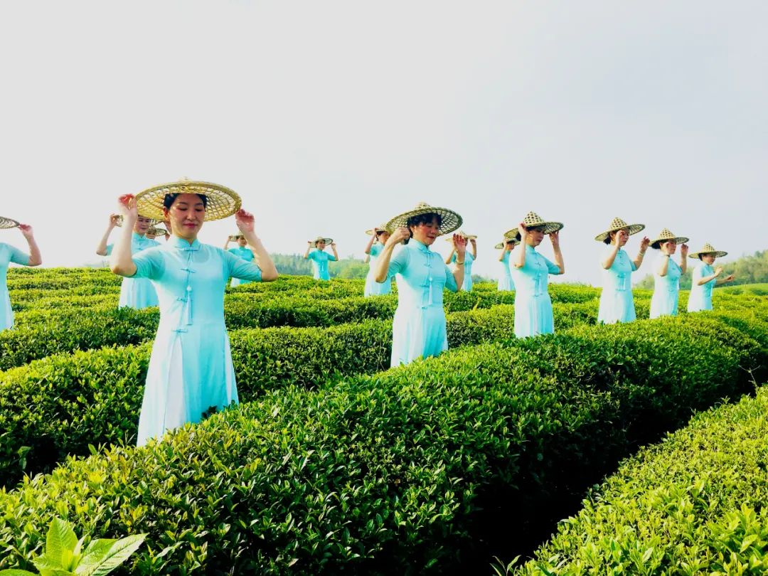 有一种美，叫茶园风光无限