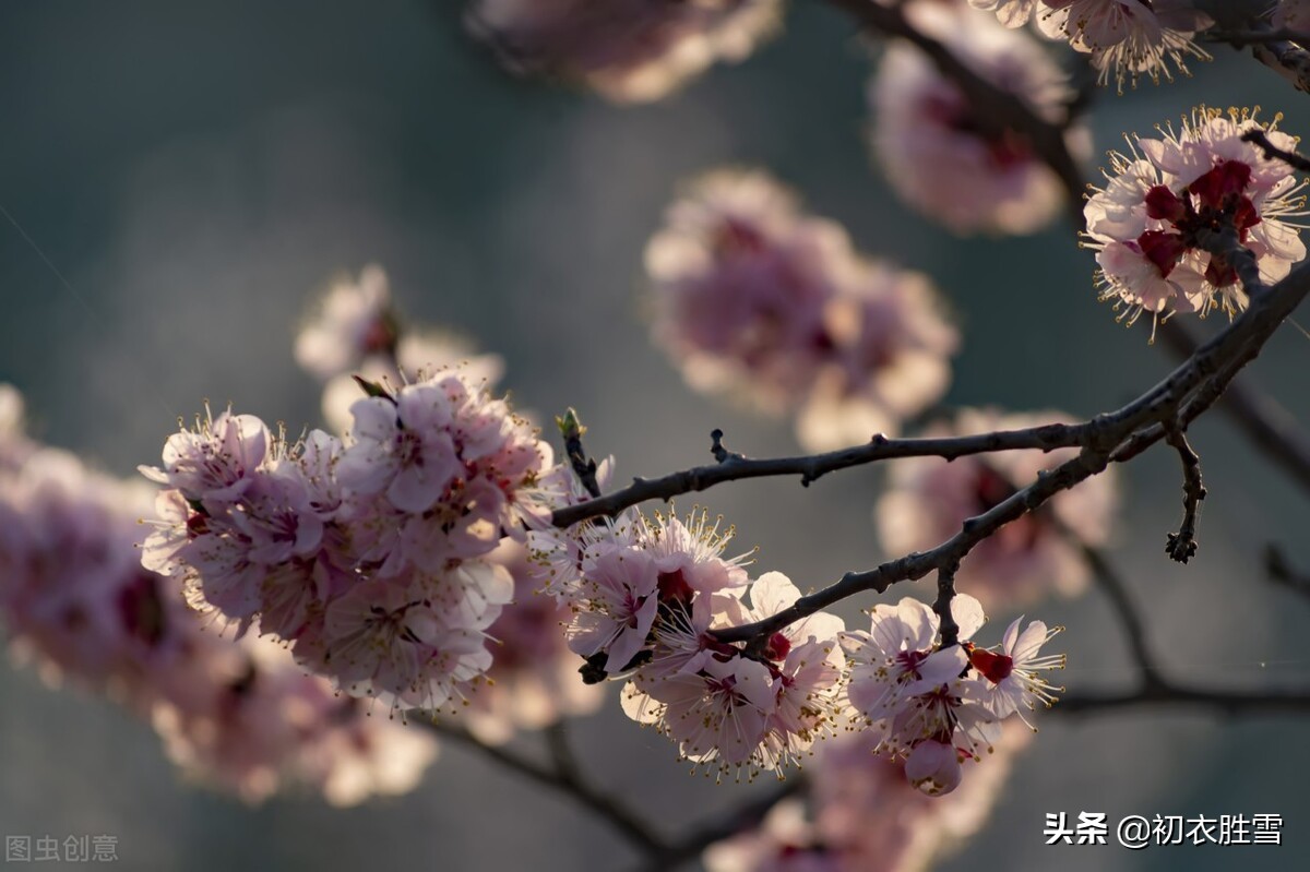 仲春春半美词五首：平分春半半春华，半开半落野棠花